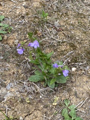 Mazus stachydifolius