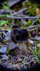Helvella monachella