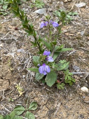 Mazus stachydifolius