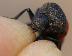 Bostrichus capucinus