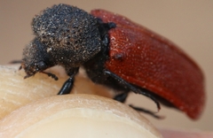 Bostrichus capucinus