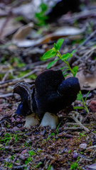 Helvella monachella