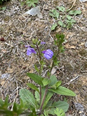Mazus stachydifolius