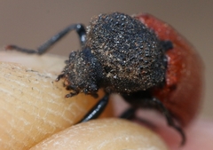 Bostrichus capucinus