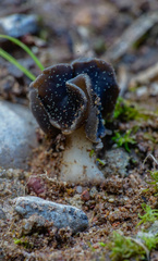 Helvella monachella
