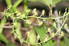 Liparis reflexa
