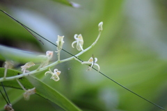 Liparis reflexa