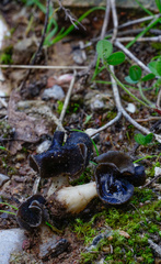 Helvella monachella
