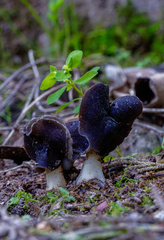 Helvella monachella