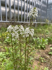 Lysimachia candida