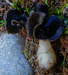 Helvella monachella