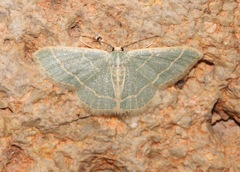 Chlorochlamys appellaria