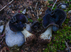 Helvella monachella
