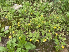 Lysimachia grammica