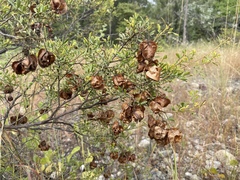 Dodonaea physocarpa