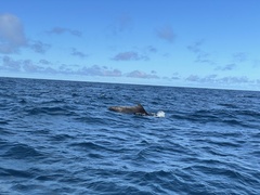 Globicephala