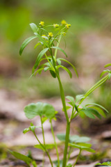 Ranunculus abortivus