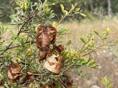 Dodonaea physocarpa