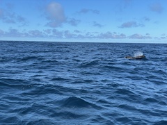 Globicephala