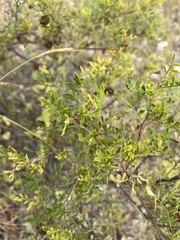 Dodonaea physocarpa