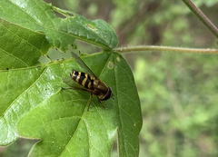 Parasyrphus lineolus