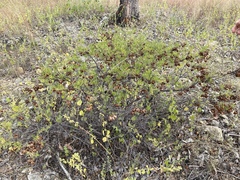 Dodonaea physocarpa