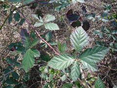 Rubus montanus