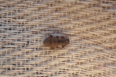 Otiorhynchus singularis