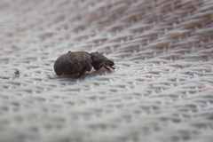 Otiorhynchus singularis