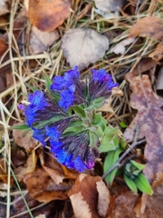 Pulmonaria angustifolia