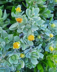 Borrichia arborescens