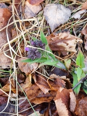 Pulmonaria angustifolia