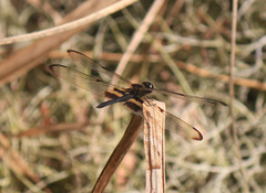 Rhyothemis phyllis apicalis