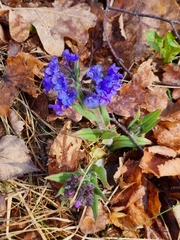 Pulmonaria angustifolia