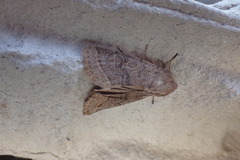 Orthosia cerasi