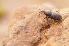 Sphenophorus striatopunctatus