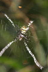 Argiope caledonia
