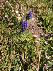 Muscari neglectum