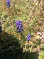 Muscari neglectum