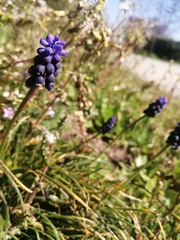 Muscari neglectum