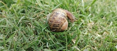 Cornu aspersum
