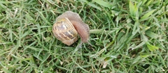 Cornu aspersum