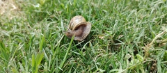 Cornu aspersum