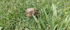 Cornu aspersum