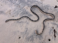 Hydrophis elegans