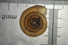 Bathyomphalus contortus