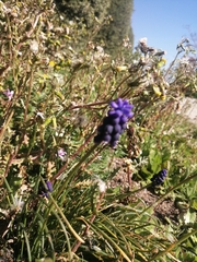 Muscari neglectum
