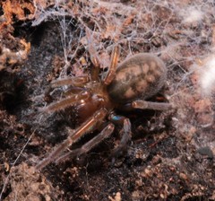 Callobius claustrarius