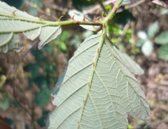 Rubus montanus
