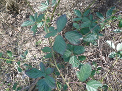 Rubus montanus